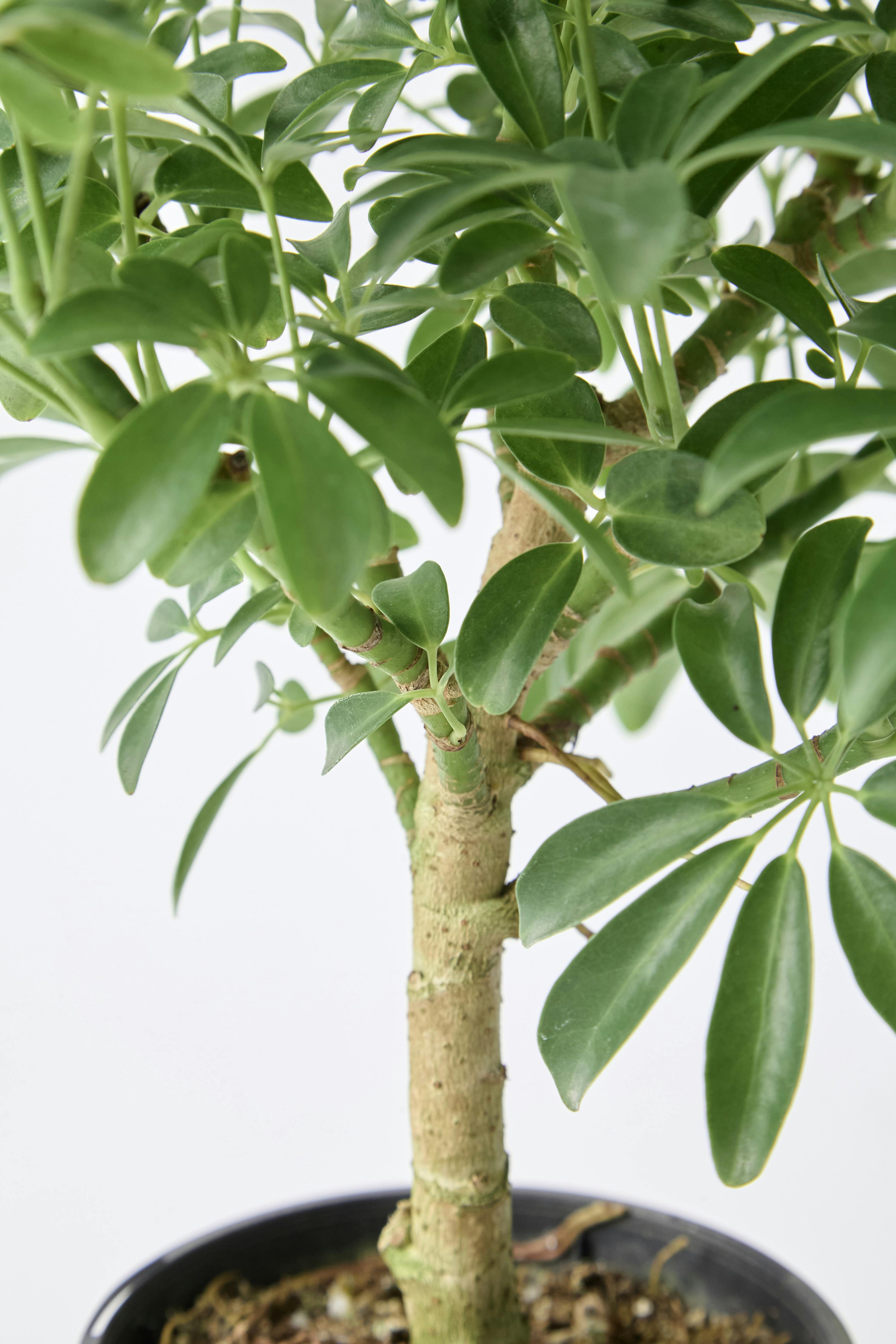 観葉植物 シェフレラ コンパクタ 4号 朴 オーセ 15 Y イエロー 付き