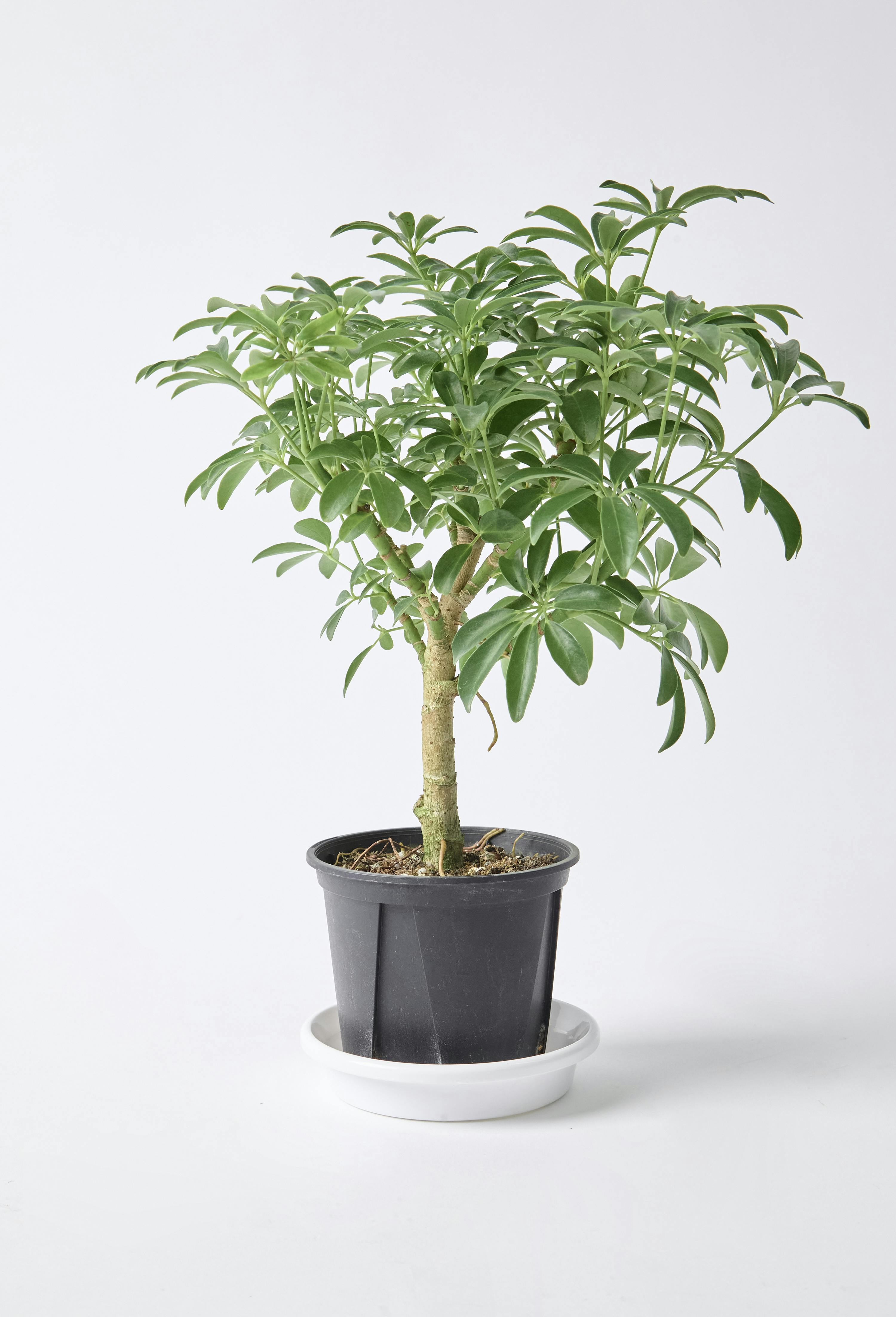 シェフレラ コンパクタ | 観葉植物ならHitohana（ひとはな）