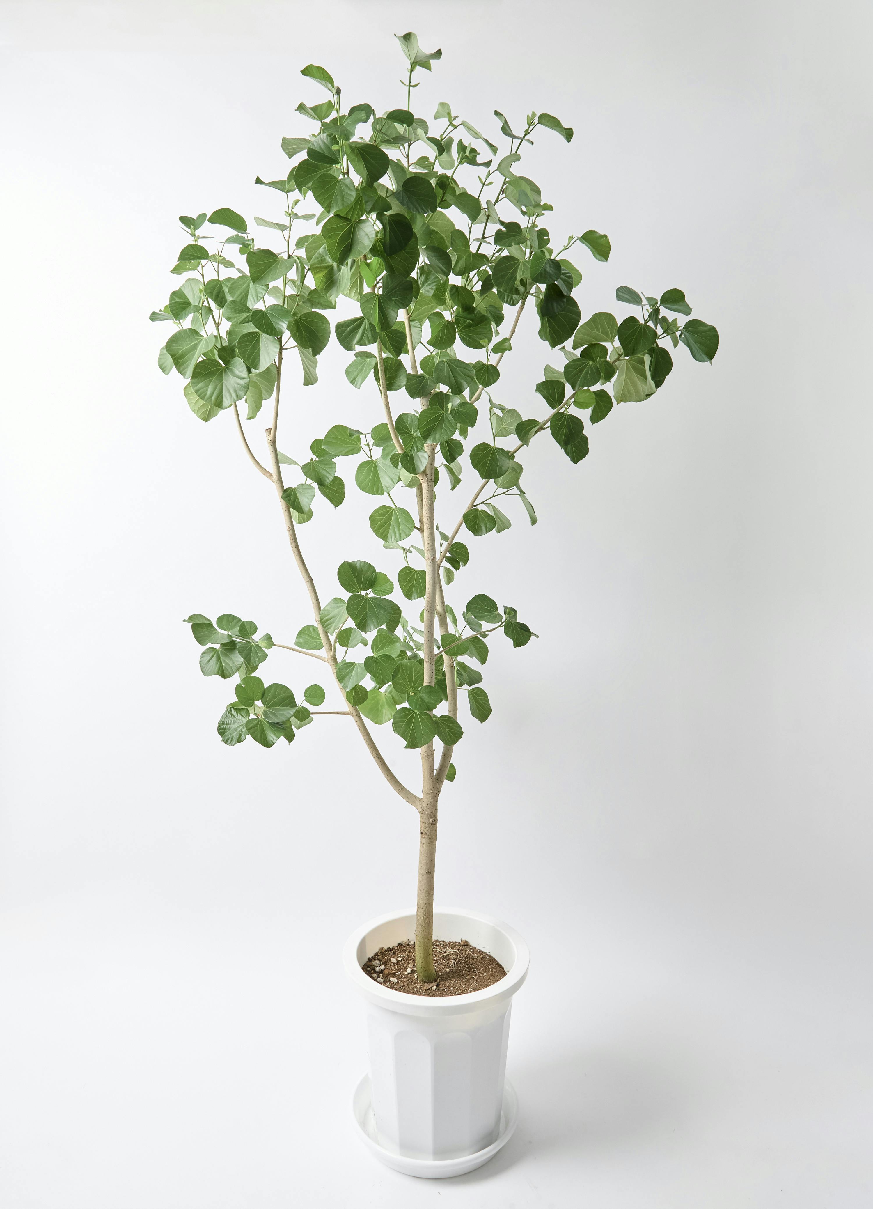 その他観葉植物 Nao 楽天市場】希少種 シダ植物 オニヘゴ 10号鉢 高さ約150cm 希少種