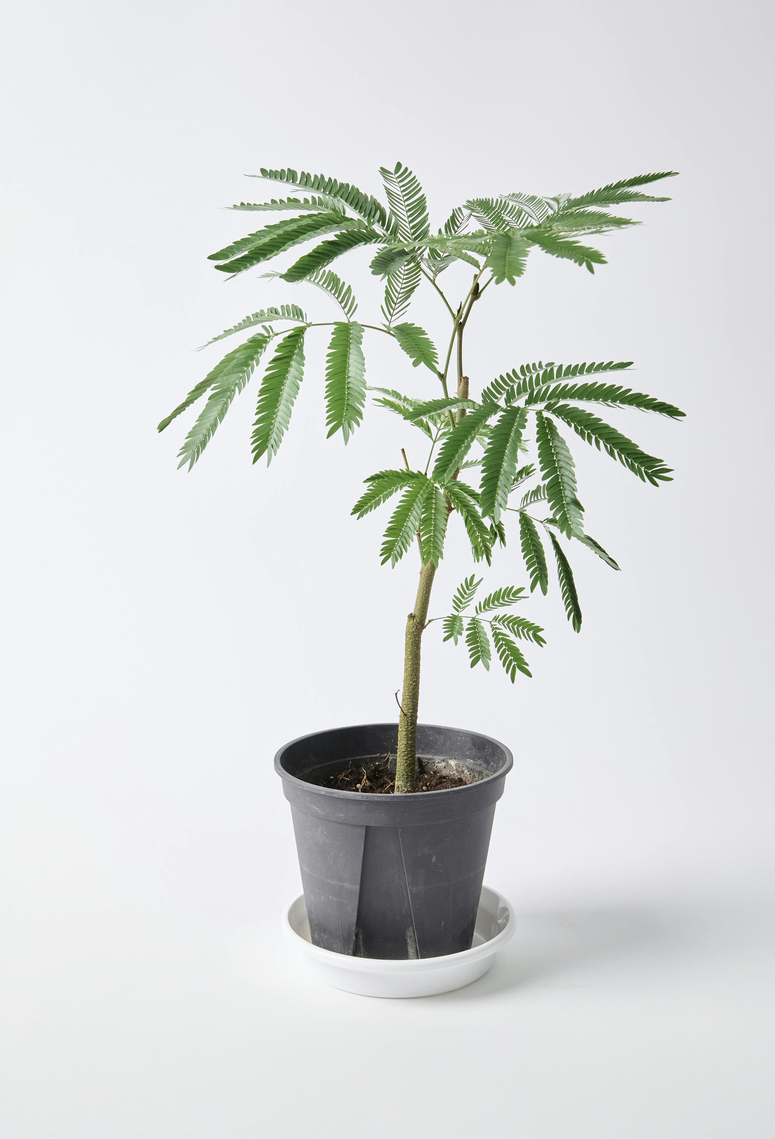 黒*コ様 エバーフレッシュ　大型　H150 白セラアート鉢植え　観葉植物 halrc0097092668.jpg