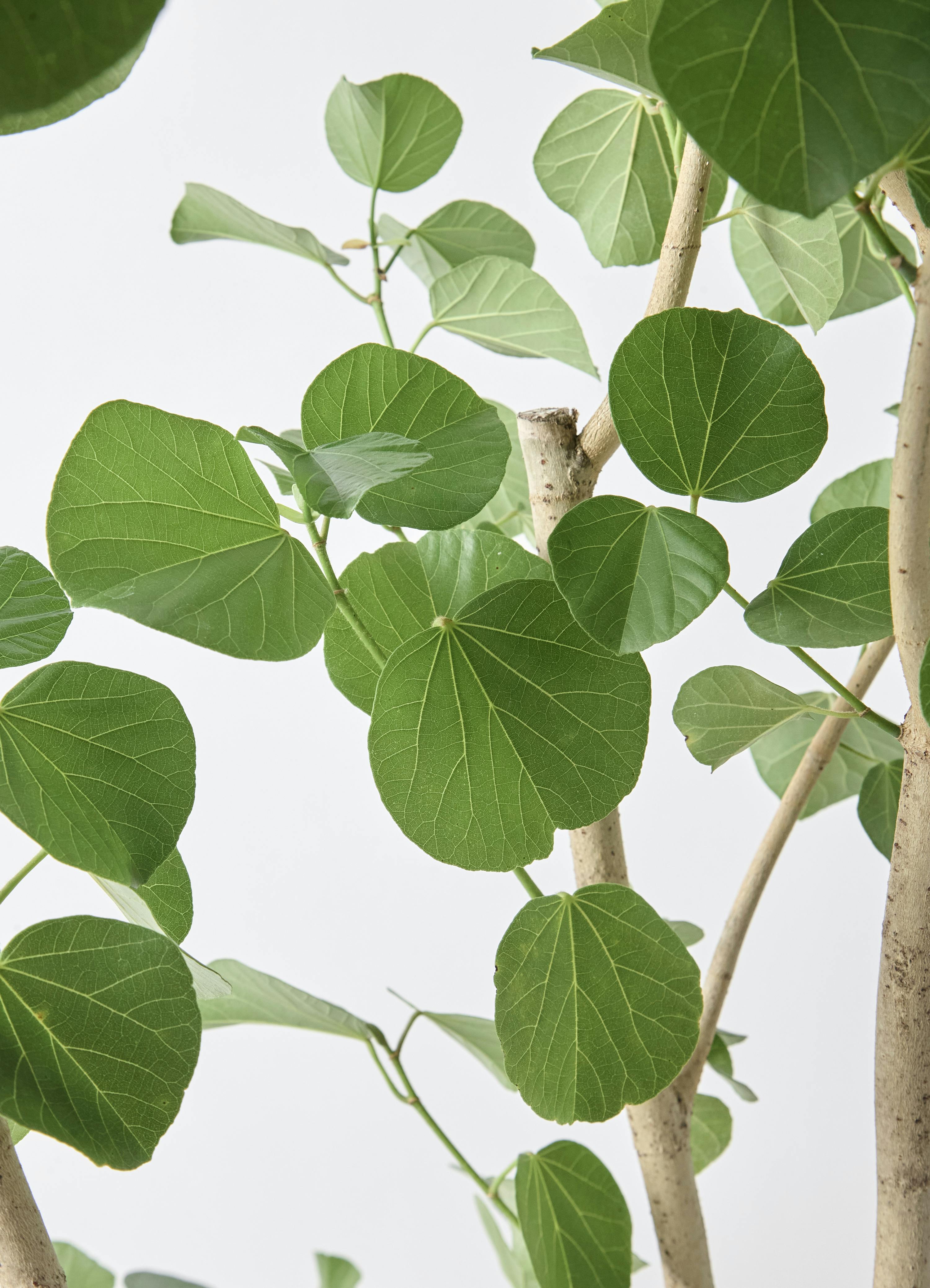 観葉植物 テリハハマボウ 10号 レイ リブバスケット Natural