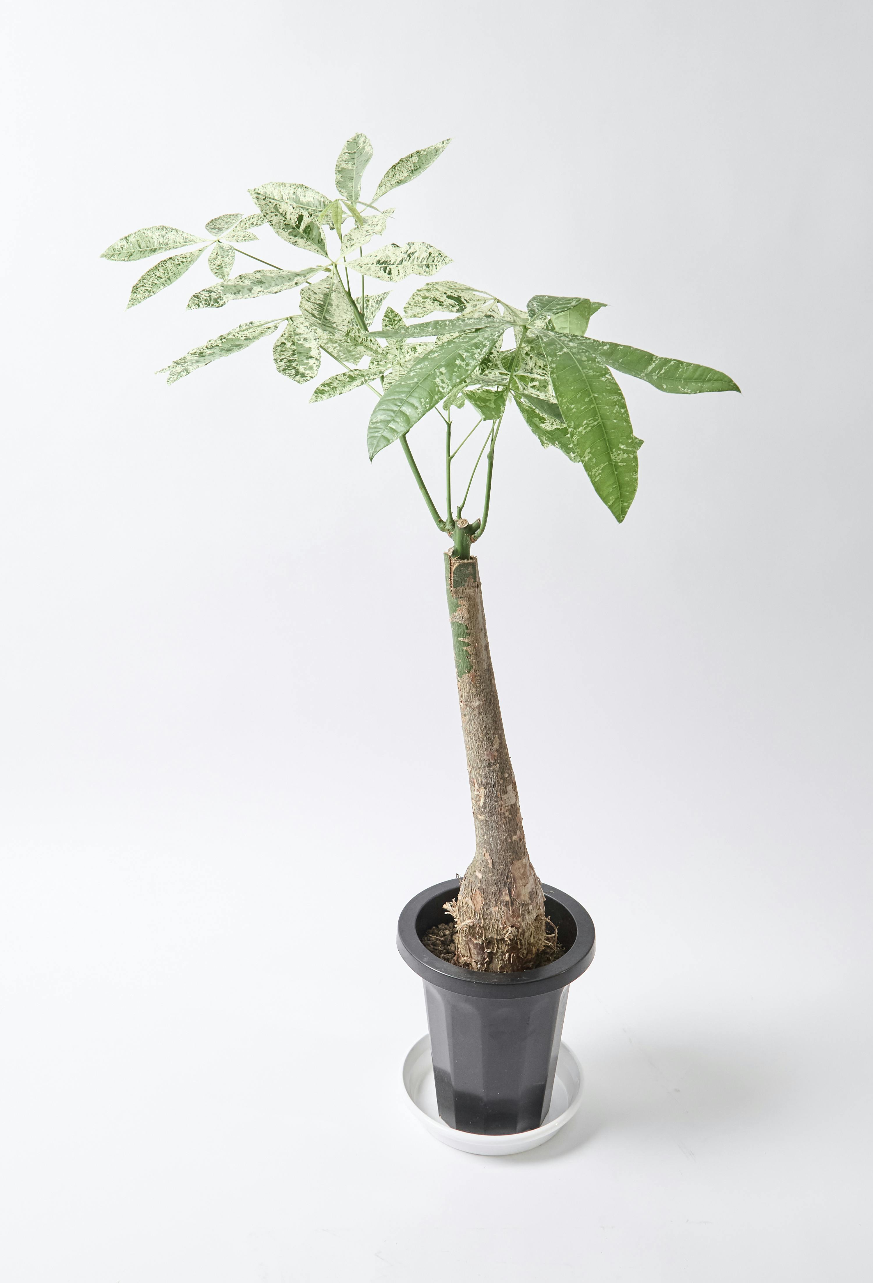 パキラ　斑入りパキラ　　観葉植物　7号　約85センチ 観葉植物 パキラ 7号 斑入り パボ ジャー アースブラウン 付き