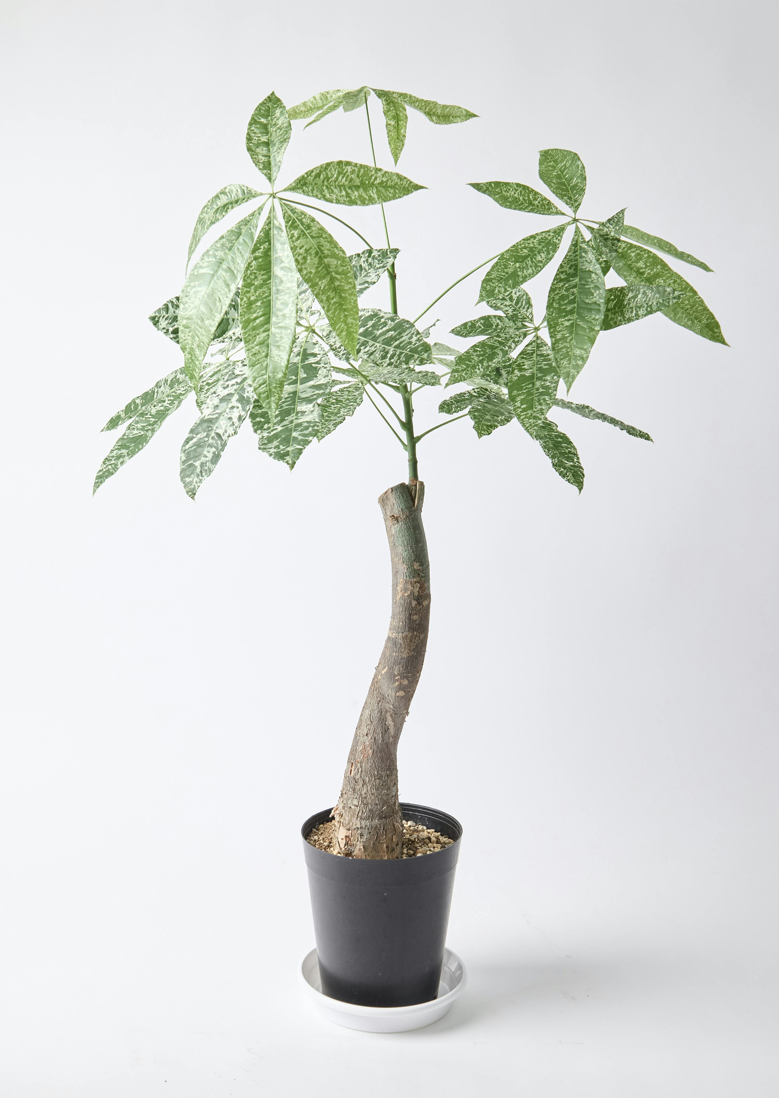 パキラ 朴 斑入り | 観葉植物の通販ならHitoHana（ひとはな）
