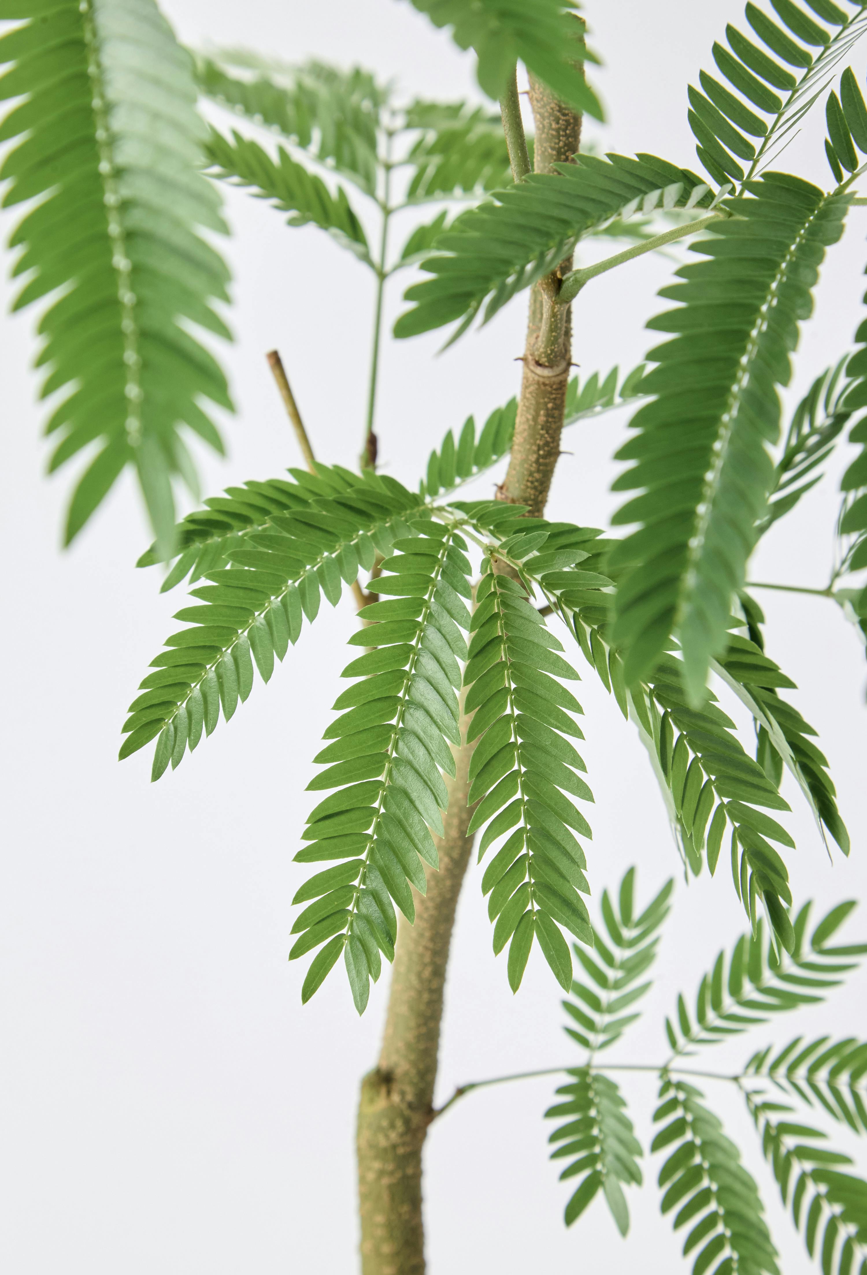 観葉植物 エバーフレッシュ 5号 セメント トラフポット 付き | 観葉