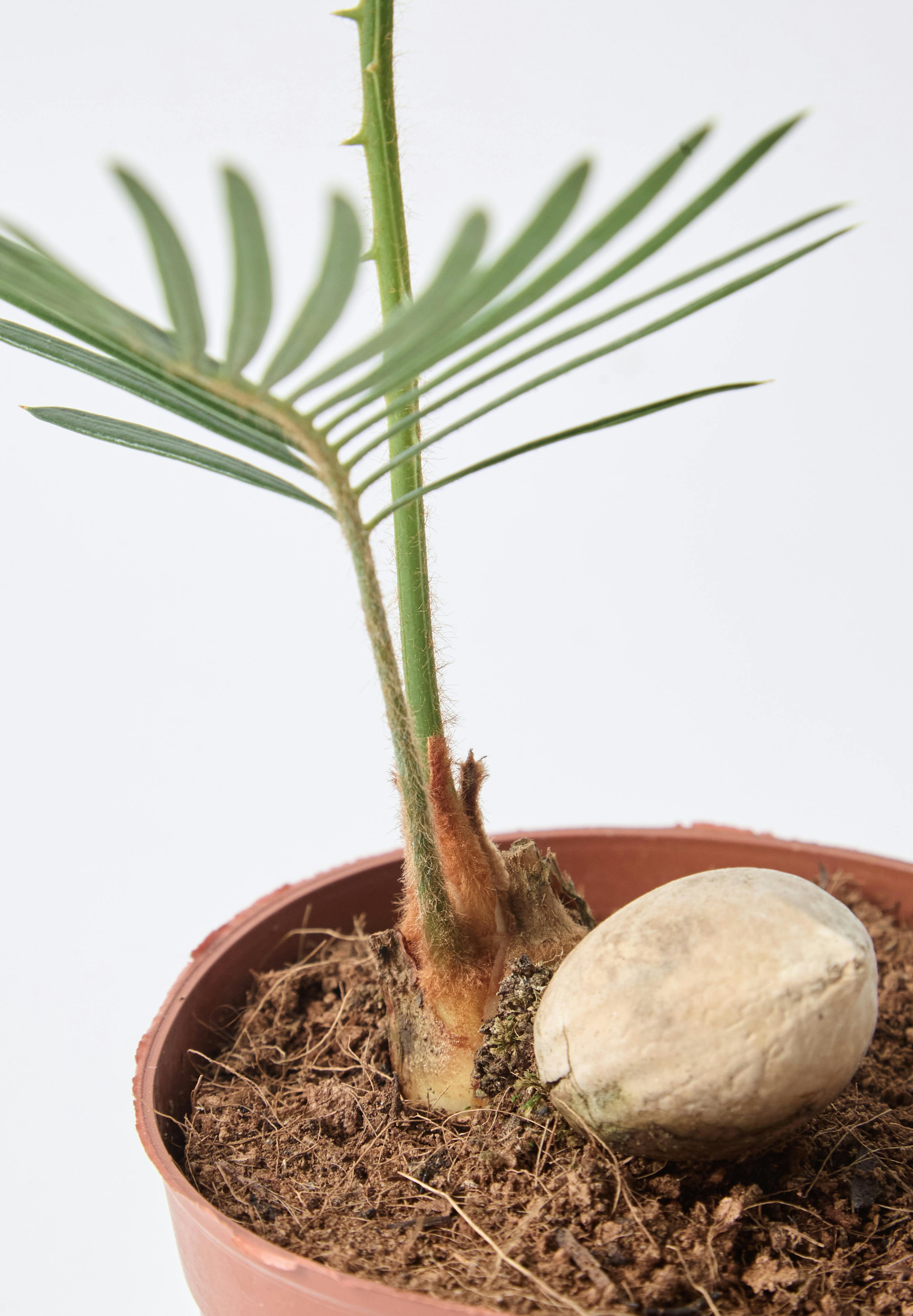 観葉植物 ソテツ 3号 実生 レーナ 15 Y イエロー 付き | 観葉