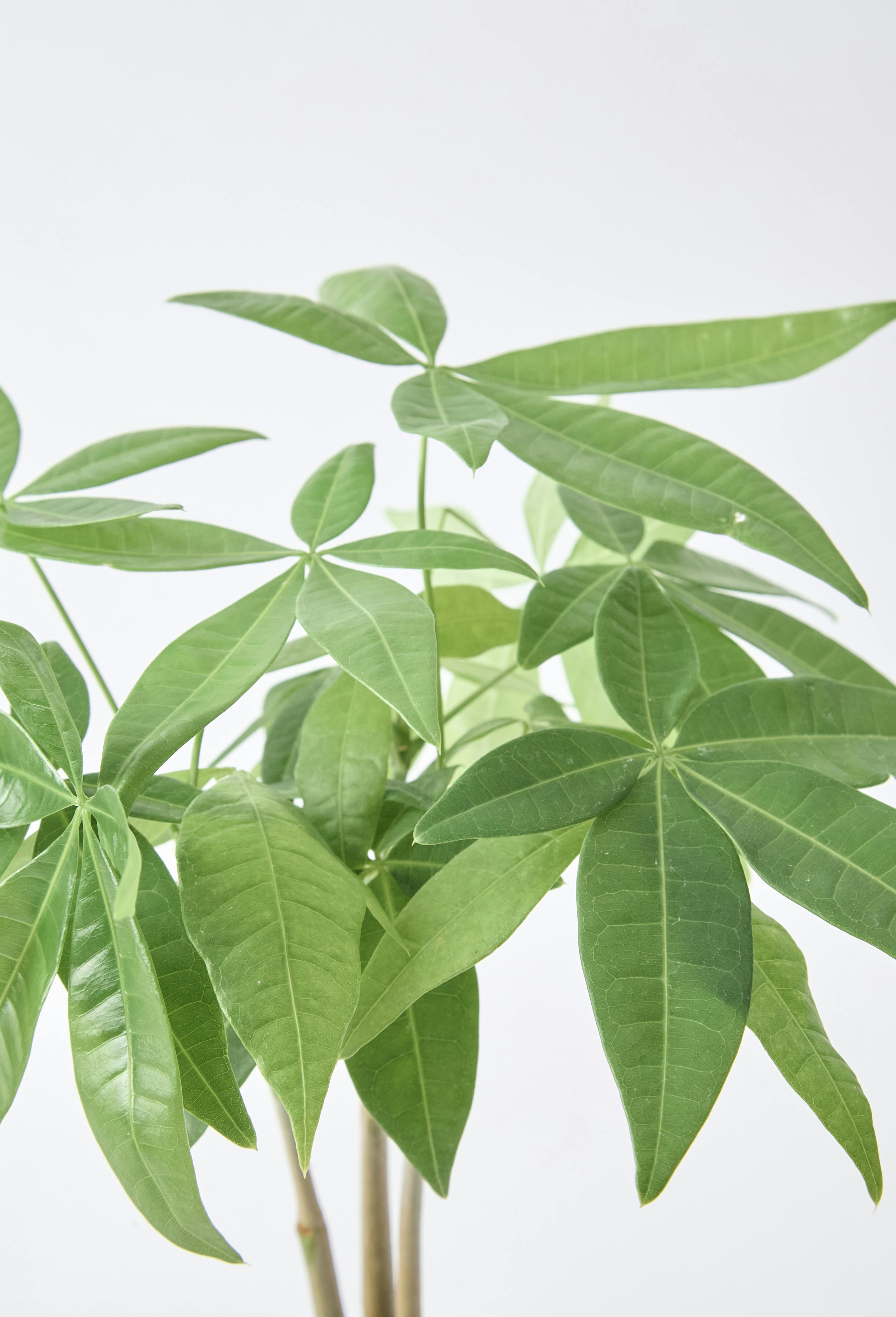 観葉植物 パキラ 3号 寄せ エステリ グリーン 付き | 観葉植物なら