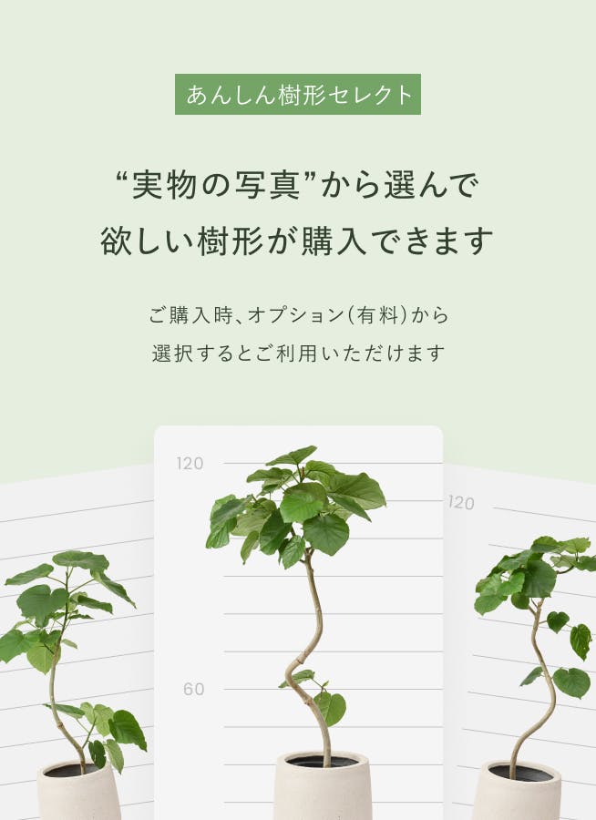 観葉植物 カラテア 4号 マコヤナ ラダ 15 C ブラウン 付き | 観葉植物
