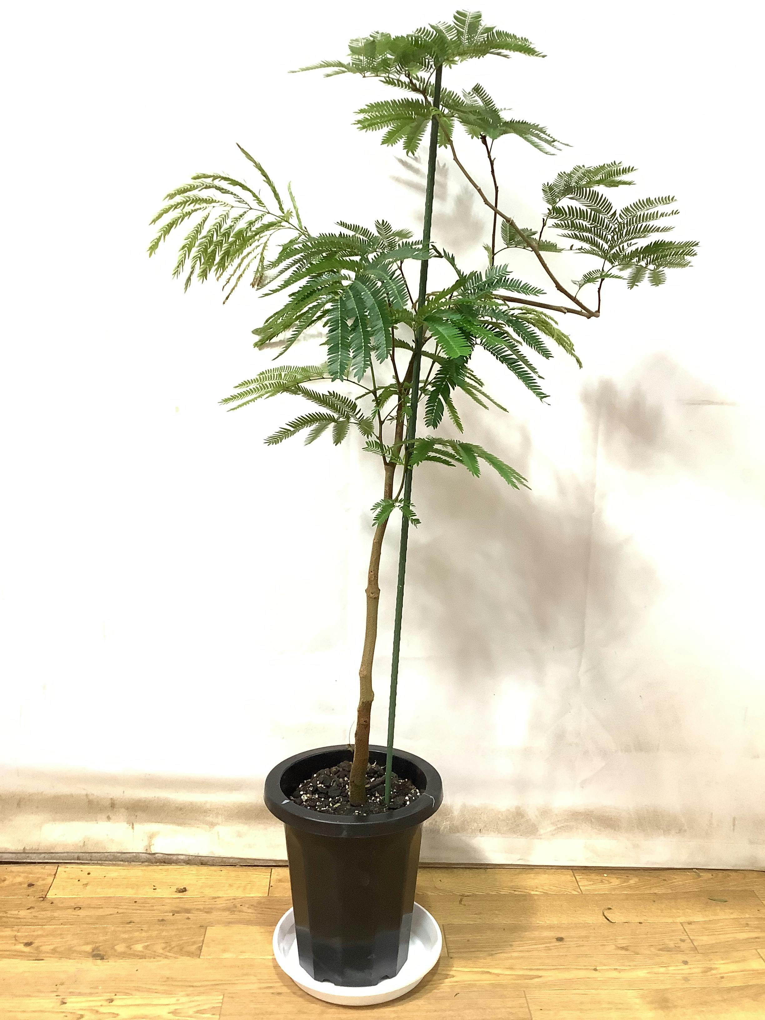 観葉植物 エバーフレッシュ【125cm】 エバーフレッシュ 8号 曲り
