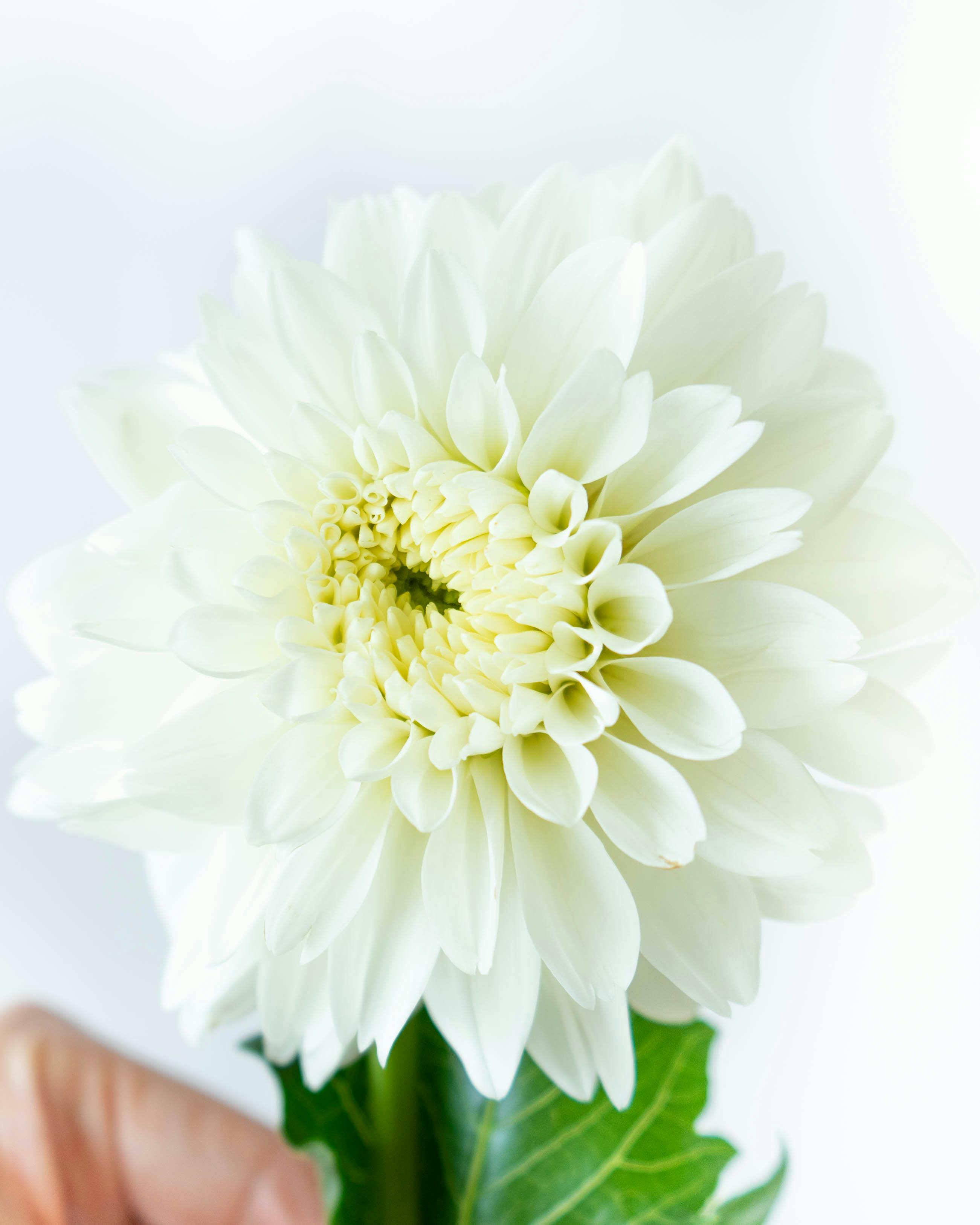 産地直送 ダリア 花束 ピンクミックス（10本入り）／山形 THeFarmから