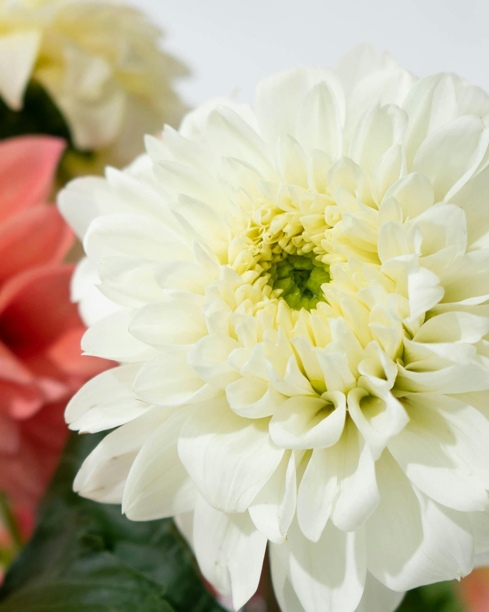 産地直送 ダリア 花束 ピンクミックス（10本入り）／山形 THeFarmから