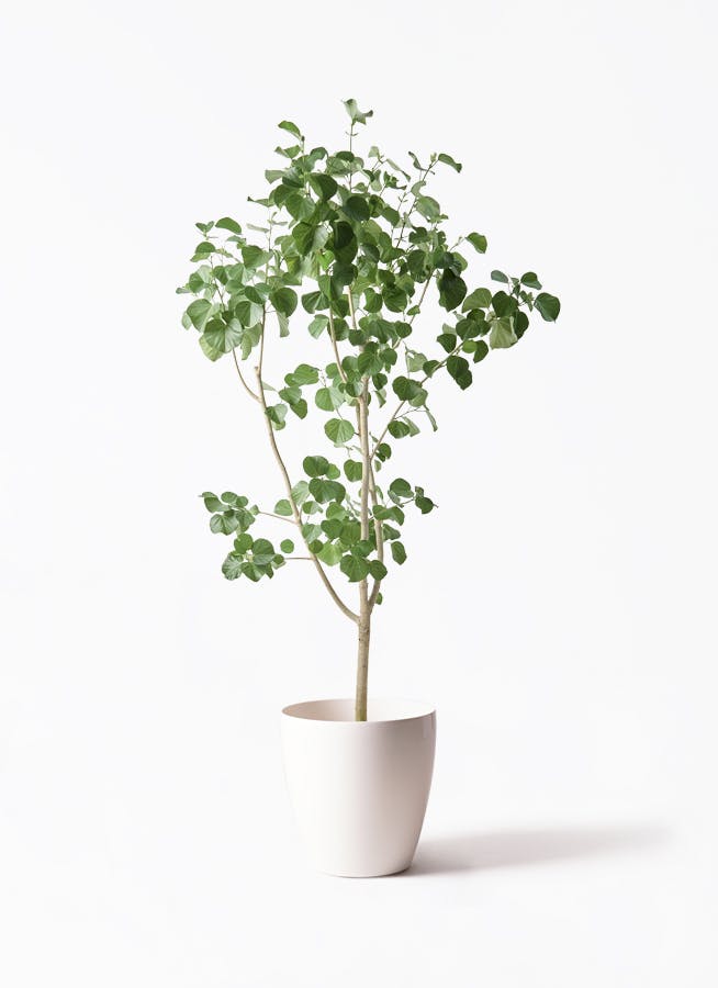 常緑樹 シマトネリコ 曲がり 2本植え 8号鉢 B シマトネリコ（ねじり