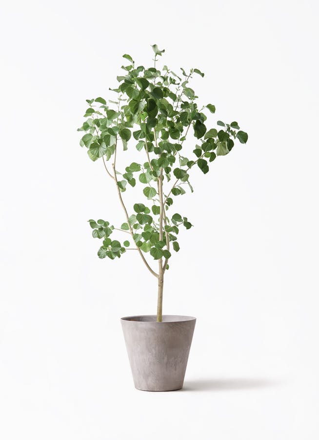 観葉植物 オリーブ 10号 レッチーノ アートストーン ラウンド グレー