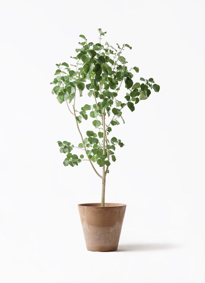 観葉植物 ドラセナ パラオ 10号 アートストーン ラウンド ベージュ