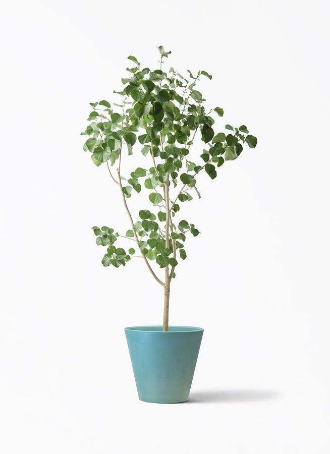 大型の観葉植物 | 通販専門店 HitoHana（ひとはな）