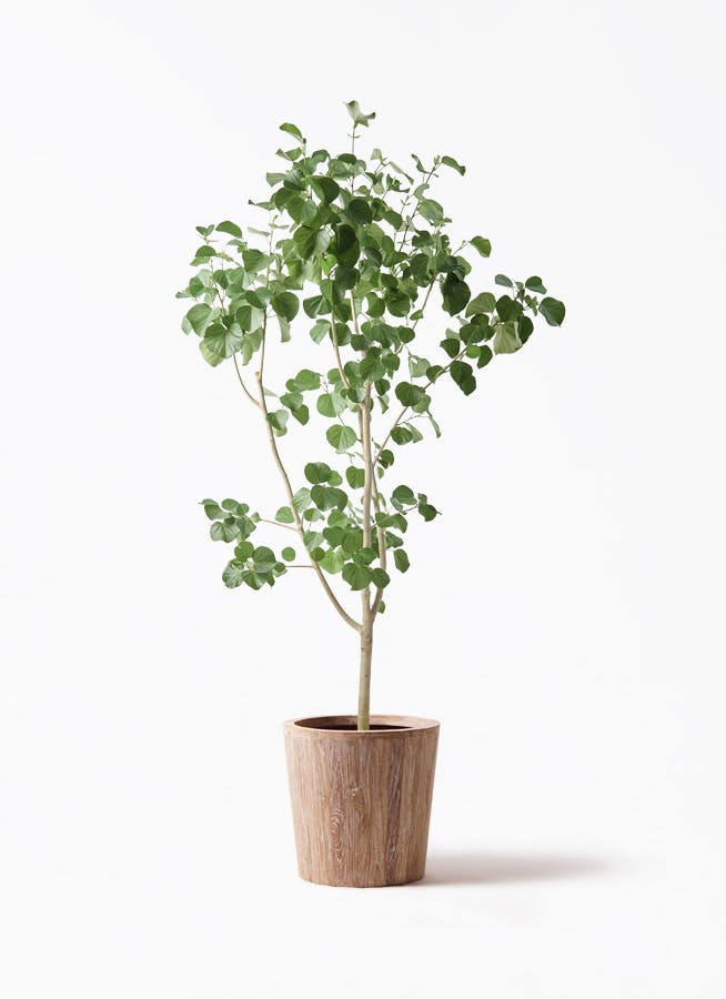 観葉植物 エバーフレッシュ 10号 ボサ造り ウッドプランター 付き