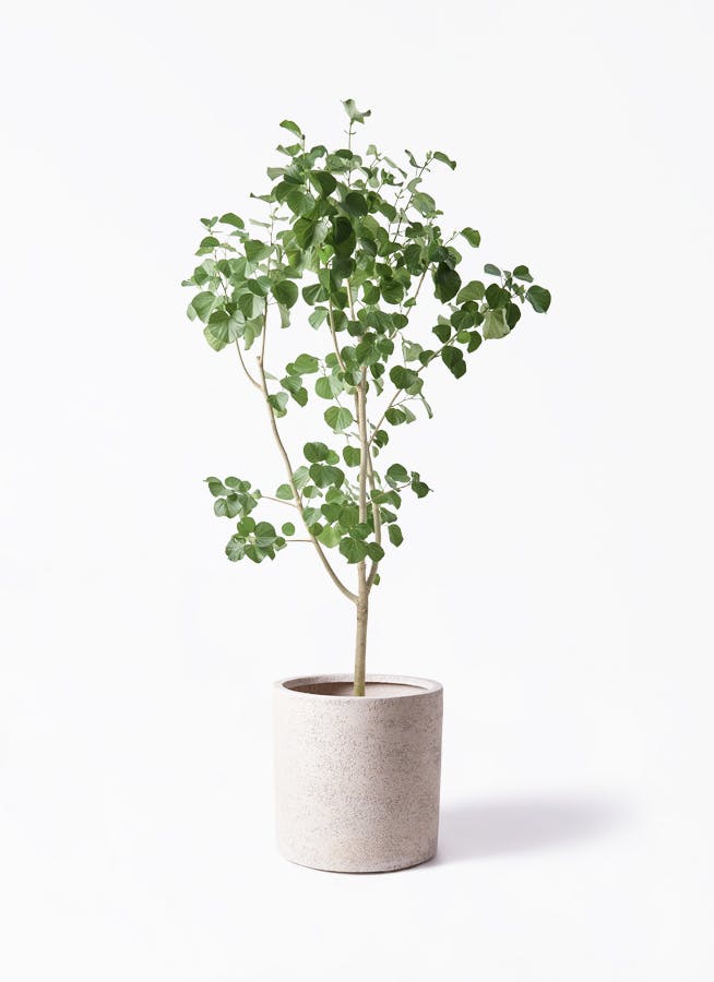 ツピダンサス　曲がり　高さ約100㌢　8寸 ツピダンサス・曲がり 販売・通販 *tree tree*