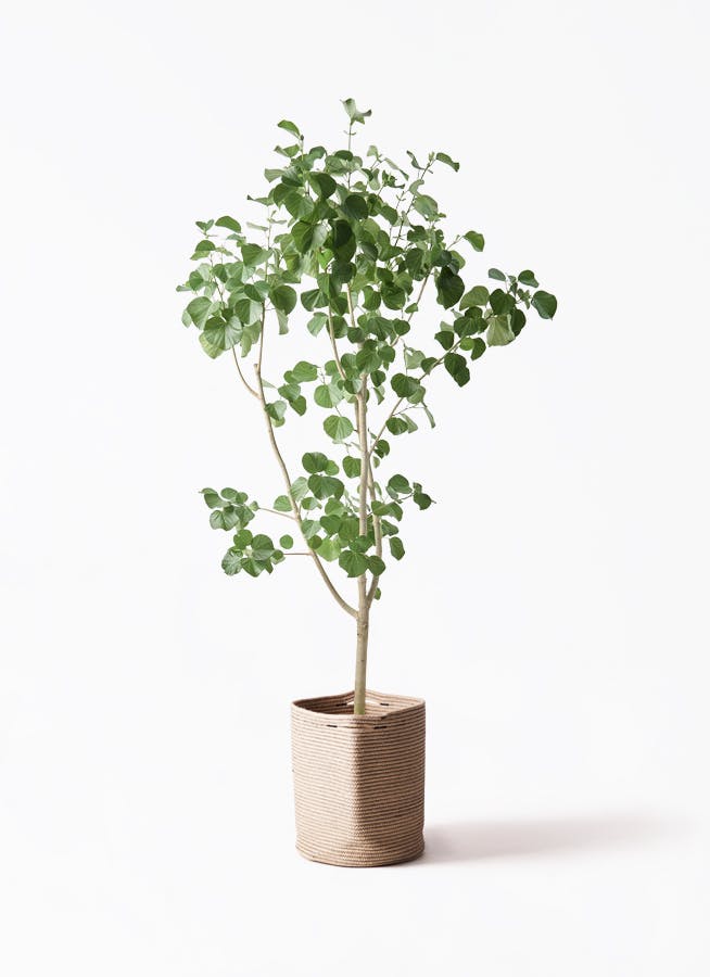 観葉植物 ストレリチア (ストレチア) レギネ 10号 リブバスケット