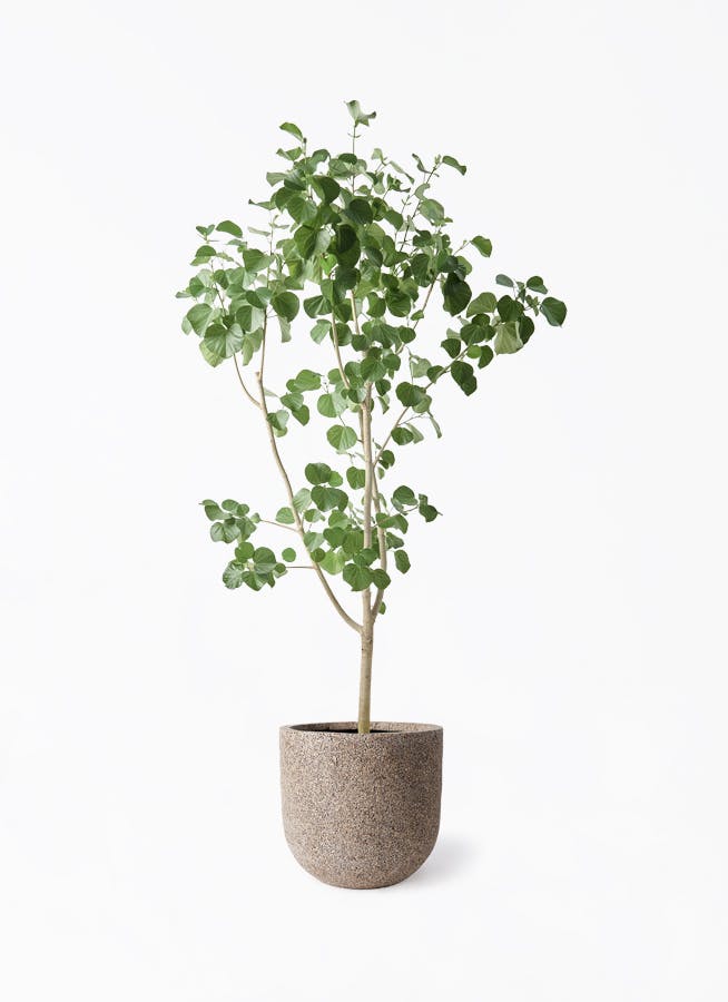 大型インテリア観葉植物 大型の観葉植物 | 通販専門店 HitoHana（ひとはな）