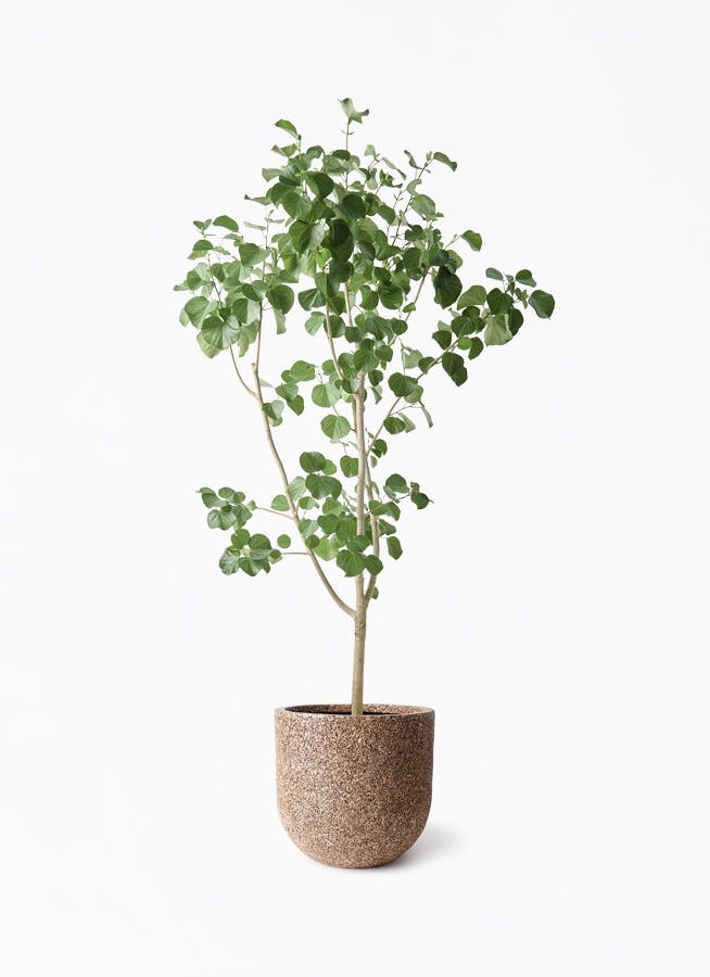 トロピカルプラント 大型観葉植物 トロピカルプラント 大型観葉植物 大型の観葉植物 | 通販専門店