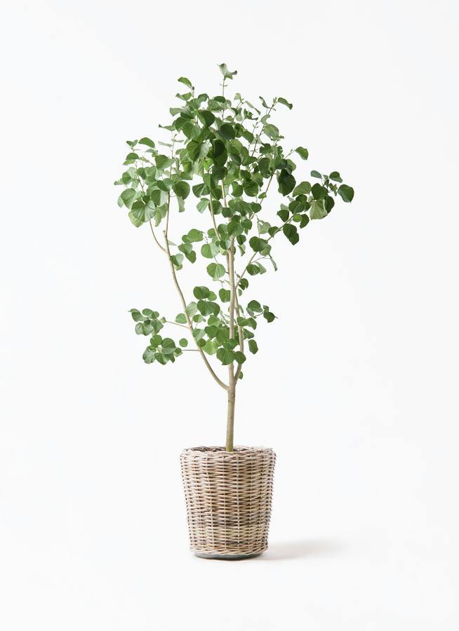 観葉植物 ケンチャヤシ 10号 モンデリック ラタン 付き | 観葉植物なら