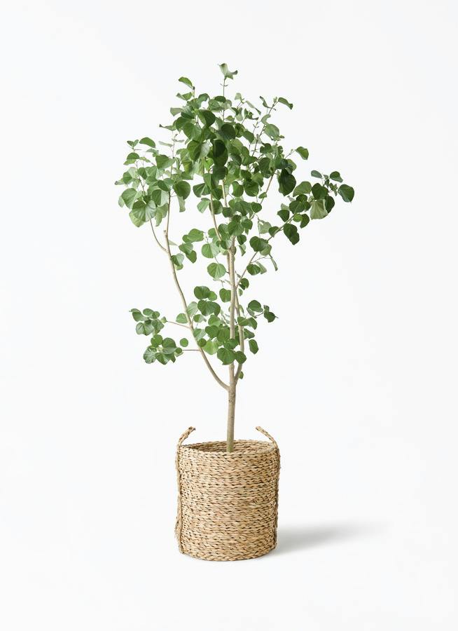 超特大　オリーブの木　バスケット芸術品　永遠の約束　特大 約37cm 観葉植物 オリーブの木 9号 創樹 LushBasket (ラッシュバスケット