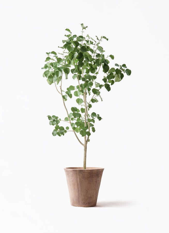 観葉植物 エバーフレッシュ 10号 ボサ造り ルーガ アンティコ ソリッド