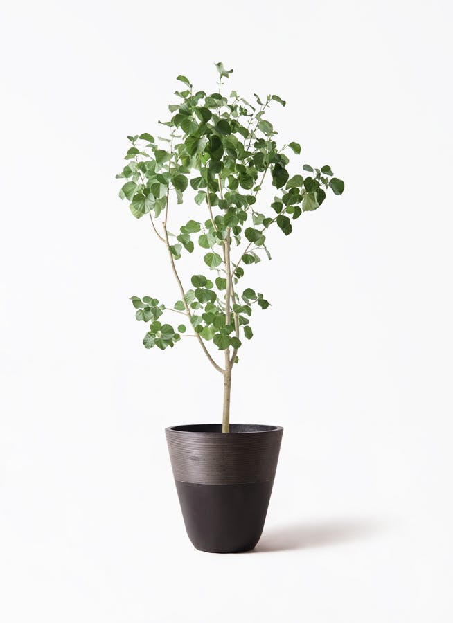 大型の観葉植物 | 通販専門店 HitoHana（ひとはな）