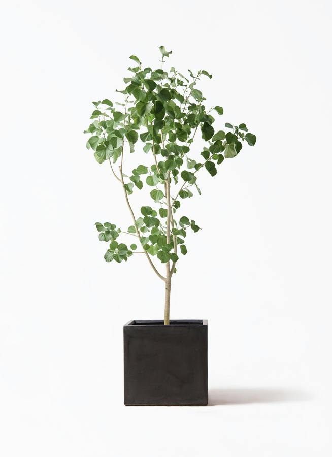 観葉植物 オリーブの木 10号 バロウニ ファイバークレイ キューブ 付き