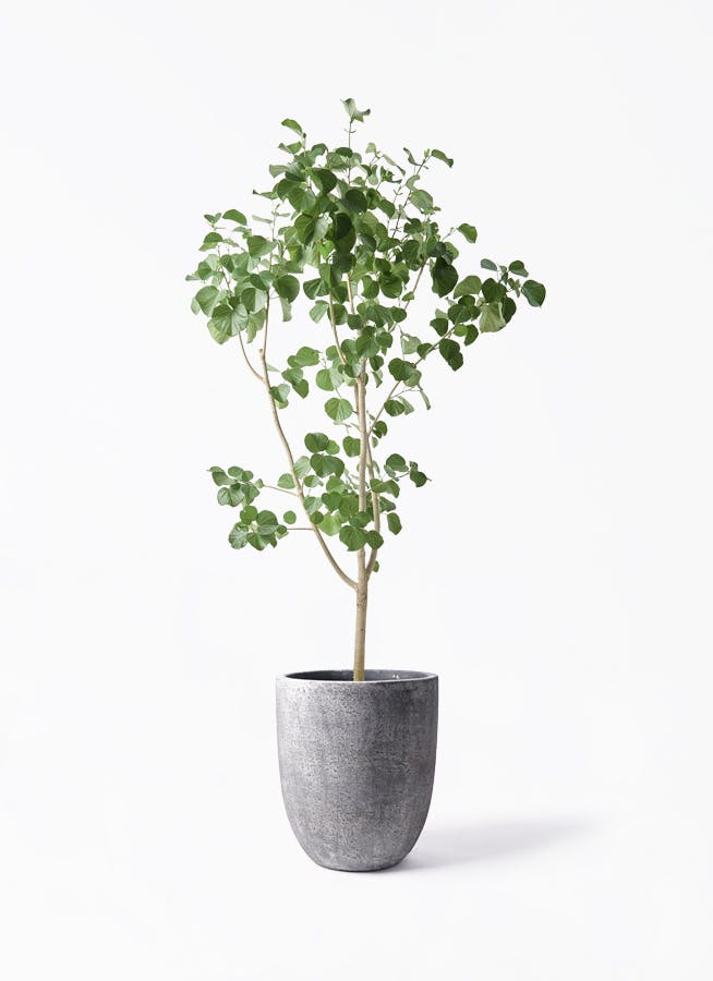 観葉植物 アマゾンオリーブ (ムラサキフトモモ) 10号 フォリオアルト