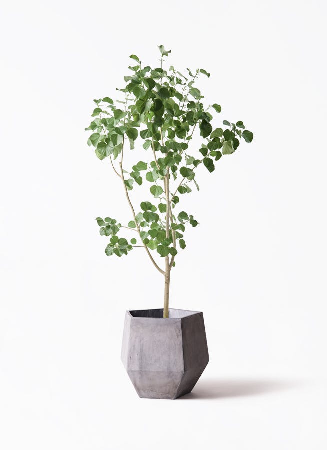 大型の観葉植物 | 通販専門店 HitoHana（ひとはな）