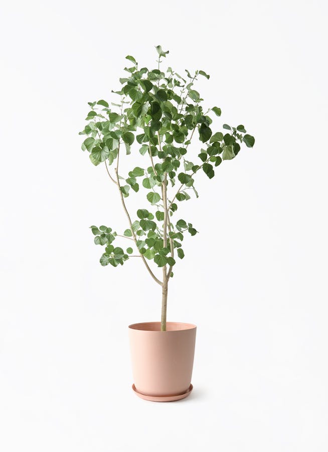 観葉植物 ストレリチア レギネ 10号 エステリ ピンク 付き | 観葉植物