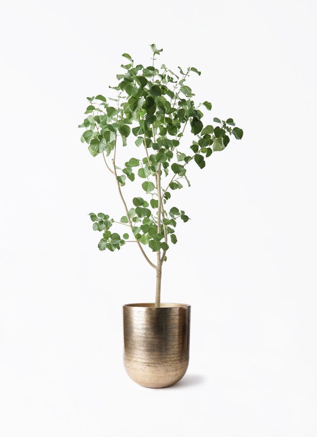観葉植物 コルディリネ (コルジリネ) ストリクタ 10号 アンワール