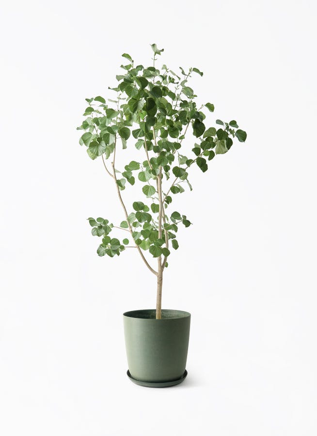 耐寒強 オリーブ レッチーノ Lサイズ 観葉植物 calm cafe 耐寒強 オリーブ レッチーノ Lサイズ 観葉植物 calm cafe 耐寒強