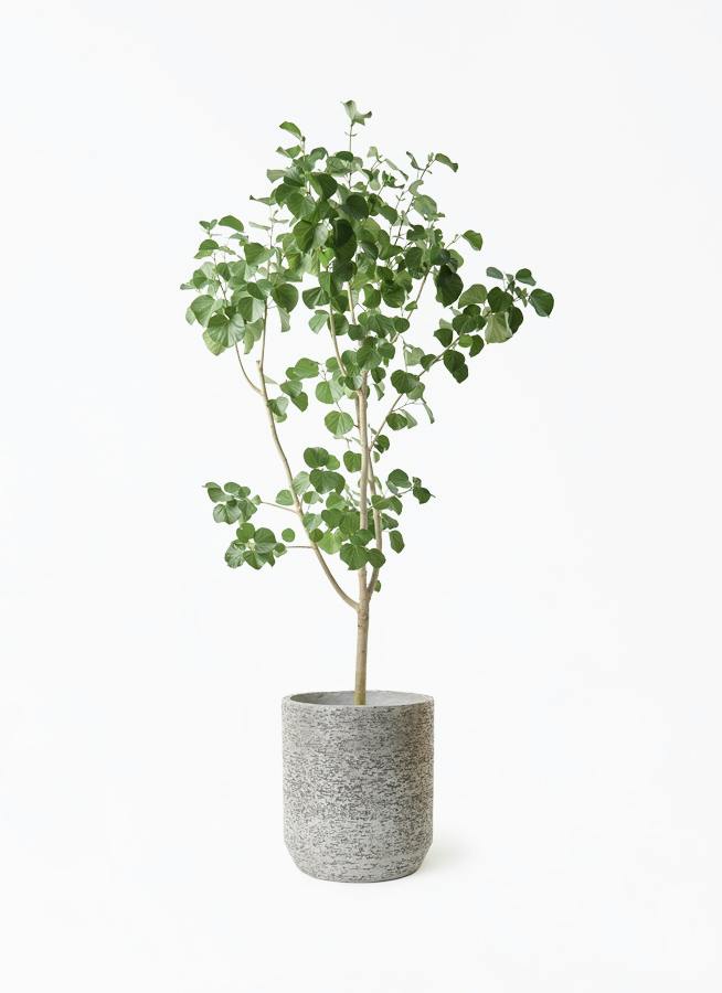 観葉植物 アマゾンオリーブ (ムラサキフトモモ) 10号 Eco Stone（エコ