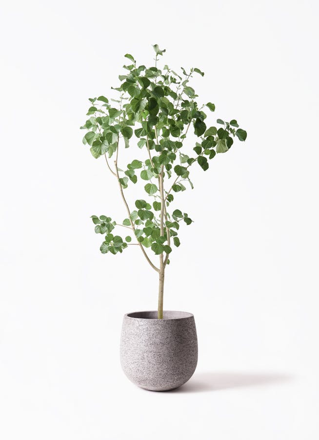 観葉植物 エバーフレッシュ 10号 曲り エコストーンGray 付き | 観葉