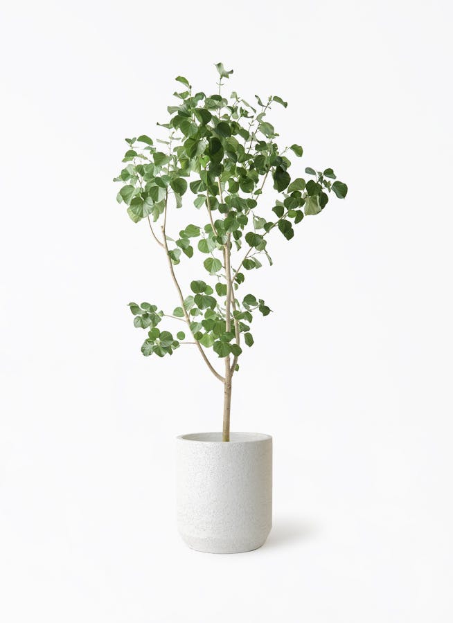 観葉植物 ガジュマル 10号 ベビーリーフ Eco Stone（エコストーン