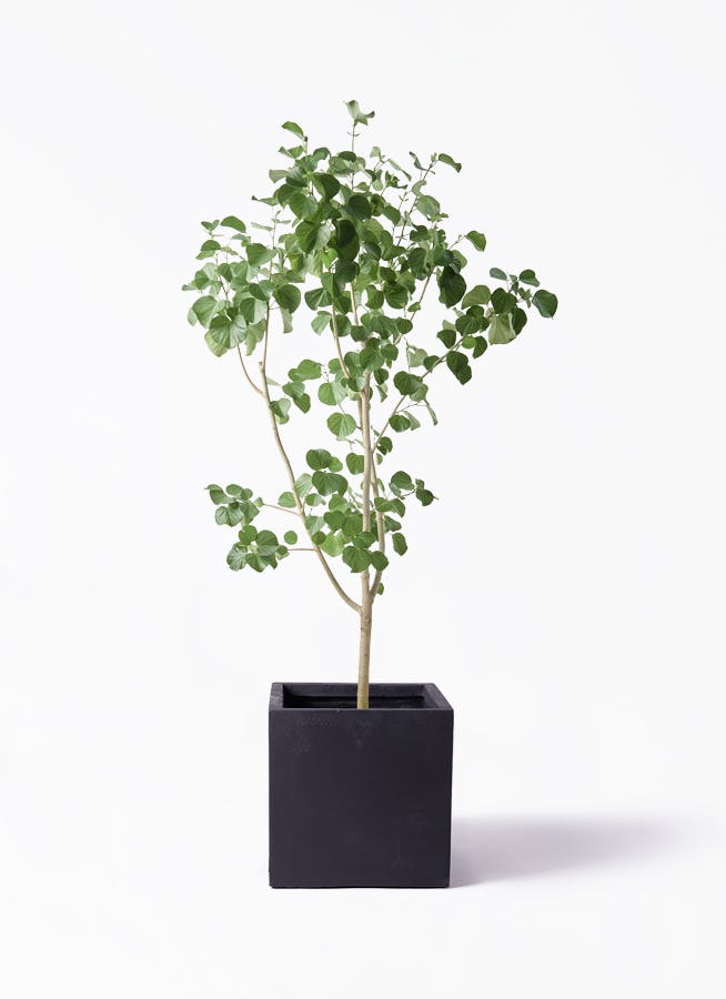 観葉植物 ユッカ 10号 斑入り ベータ キューブプランター 黒 付き