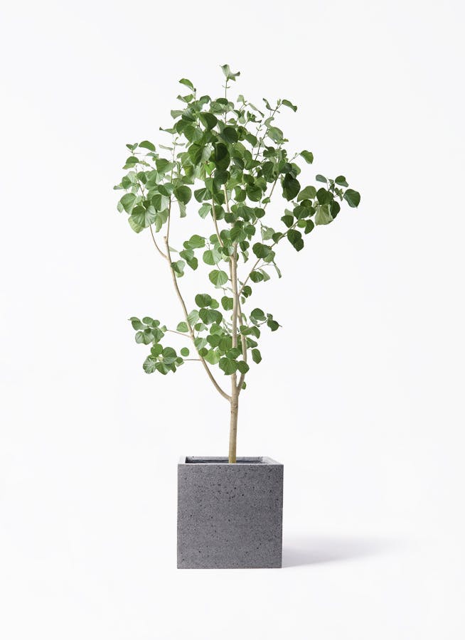 観葉植物 ココスヤシ (ヤタイヤシ) 10号 キューブ ラテルストーン 付き