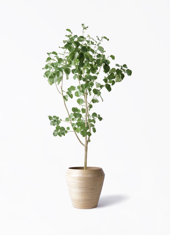 観葉植物 オリーブの木 10号 ペンドリノ アルマ ミドル 付き / 小倉園