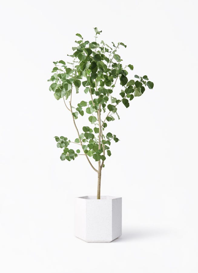 観葉植物 トックリヤシ 10号 コーテス ヘックス ホワイトテラゾ 付き