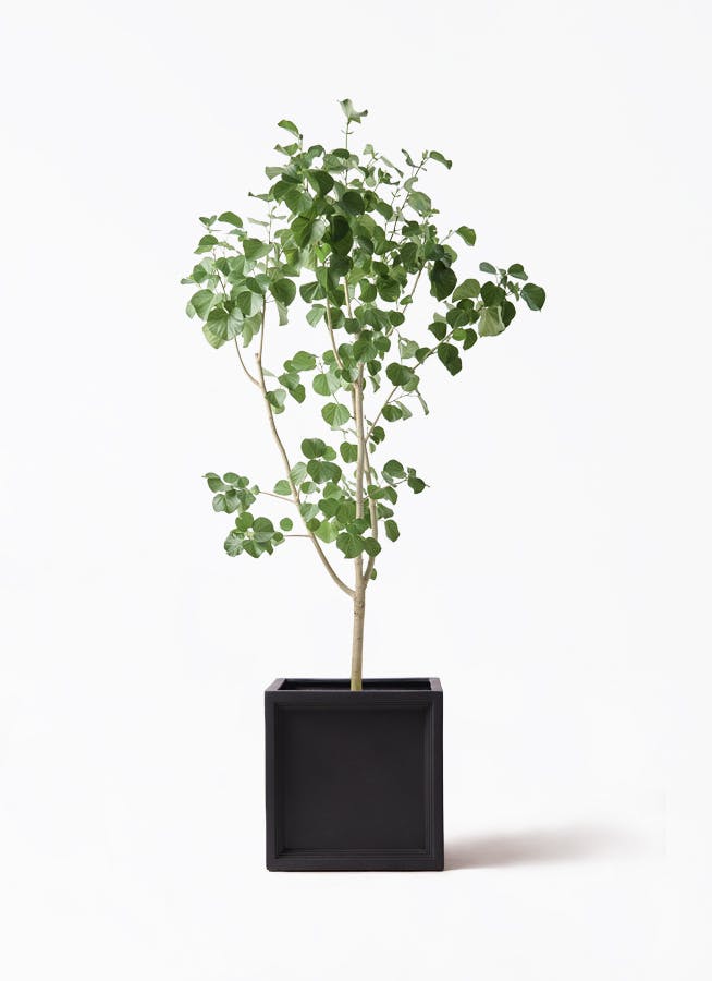 観葉植物 オリーブの木 10号 ペンドリノ ブリティッシュキューブ 付き