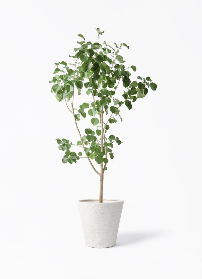 観葉植物 トックリヤシ 10号 ビアスソリッド アイボリー 付き | 観葉