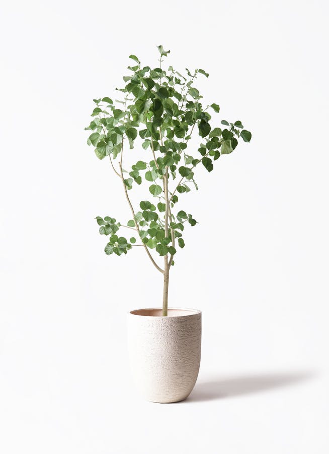 【現品】ストレチア/ストレリチア・レギネ　10号　（2） ストレチア/ストレリチア・レギネ 10号 : 花のアリマツ Yahoo!店