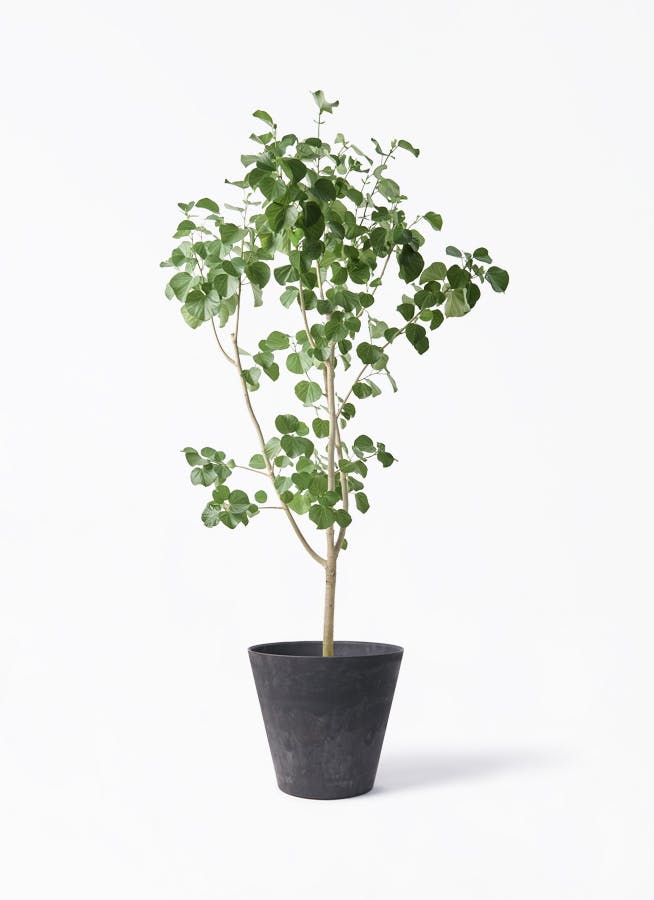 観葉植物 フィカス ベンガレンシス 10号 寄せ アートストーン ラウンド