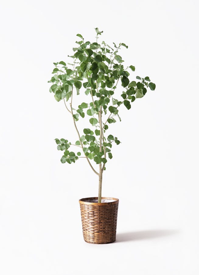 おまーさん専用です。トックリヤシ。観葉植物。鉢ごと無料で発送致します。 おまーさん専用です。トックリヤシ。観葉植物。鉢ごと無料で発送