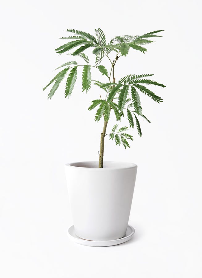 エバーフレッシュ　リビングサイズ　no5 エバーフレッシュ 5号 – 鉢人