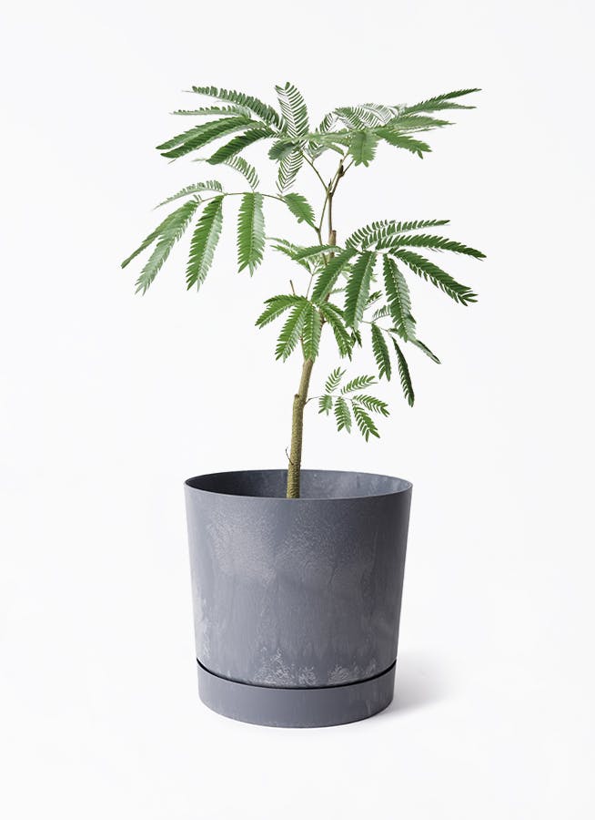エバーフレッシュ | 観葉植物の通販ならHitoHana（ひとはな）