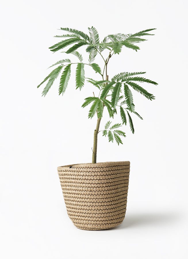 観葉植物 エバーフレッシュ 5号 Rib Basket(リブバスケット 観葉植物 エバーフレッシュ 5号 Rib Basket(リブバスケット