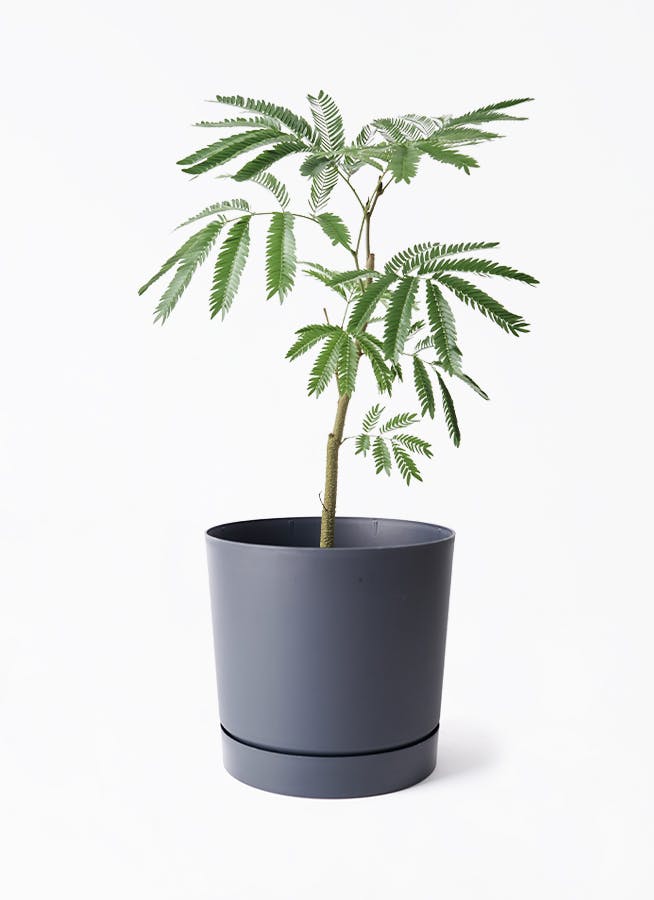 エバーフレッシュ　リビングサイズ　no10　８号　高さ145ｃｍ エバーフレッシュ リビングサイズ no10 8号 高さ145cm