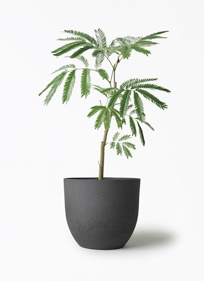 フィカス　ベンガレンシス5 観葉植物 フィカス ベンガレンシス 5号 曲り シリンダーポット 付き